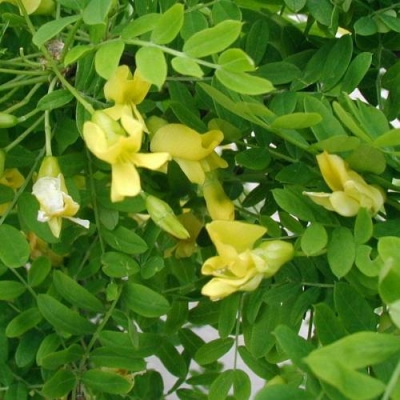 Caragana arborescens 